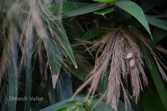 Thysanolaena latifolia